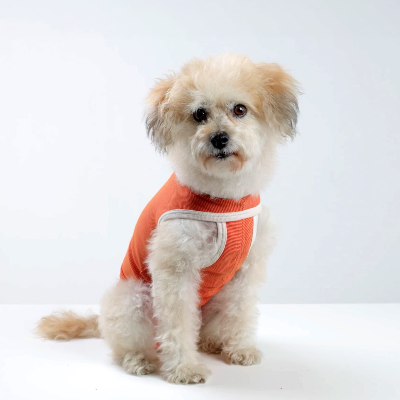 Small dog recovering in a CopperBody suit